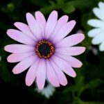 Flowers Beginning with a for Gardens