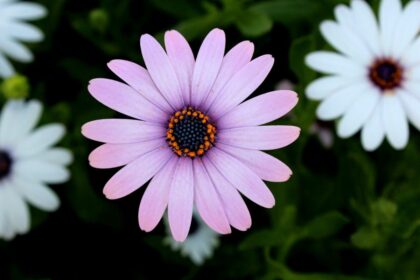 Flowers Beginning with a for Gardens