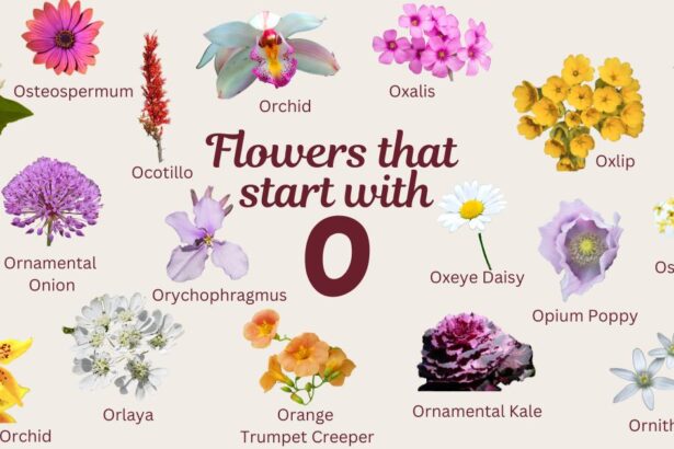 15 Beautiful Flowers That Start with O (Plus Growing Tips)