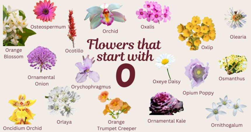 15 Beautiful Flowers That Start with O (Plus Growing Tips)