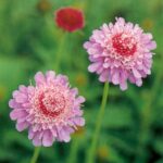 Ryoute Ni Flower - Two Blessings: Meaning, Symbolism, and Cultural Roots