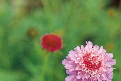 Ryoute Ni Flower - Two Blessings: Meaning, Symbolism, and Cultural Roots