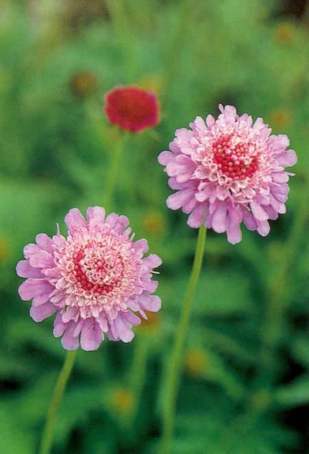 Ryoute Ni Flower - Two Blessings: Meaning, Symbolism, and Cultural Roots