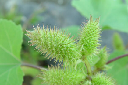 Xaicotum: A Trend in Natural Health Solutions