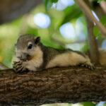 What Is a Chipmunk Nickname? Fun and Meaningful Name Ideas