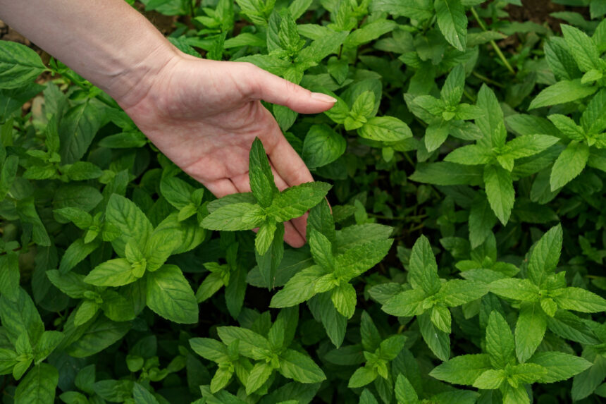 Water Mint Plant: A Versatile Herb for Gardens and Kitchens